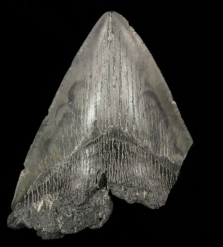 Partial, Megalodon Tooth - Serrated Blade #57896